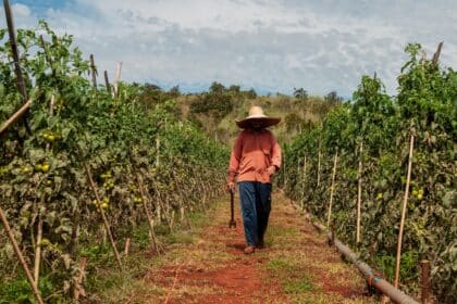 Agropecuária goiana gera 6,7 mil empregos em 2024