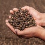 Conab prevê crescimento de 30,6% na produção de café em Goiás