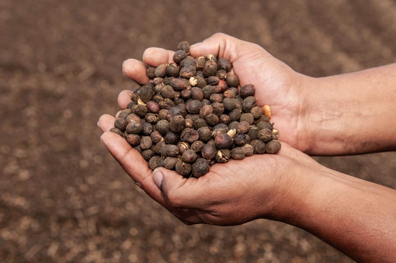 Conab prevê crescimento de 30,6% na produção de café em Goiás