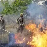 Caiado defende maior rigor da legislação para coibir incêndios criminosos