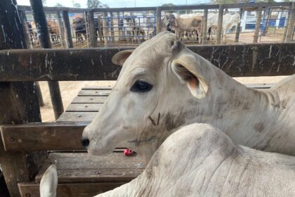 Ações da Agrodefesa com o setor produtivo buscam certificar propriedades livres de brucelose e tuberculose