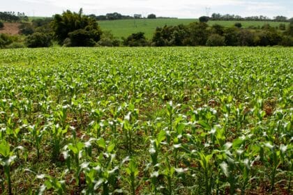 Goiás tem 11 municípios entre os 100 mais prósperos do agronegócio no Brasil