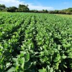 Governo de Goiás investe R$ 3,6 milhões em inovações sustentáveis para a agricultura