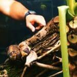 Zoológico de Goiânia ganha duas novas jiboias para exposição aos visitantes