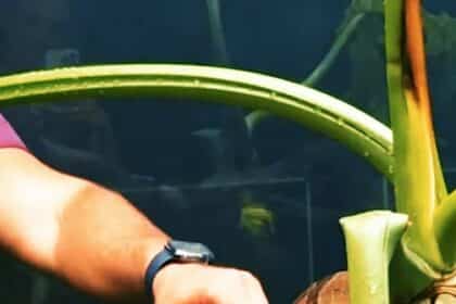 Zoológico de Goiânia ganha duas novas jiboias para exposição aos visitantes