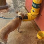 Deputado Veter Martins propõe projeto para implantação de abrigos, comedouros e bebedouros para animais de rua em Goiás