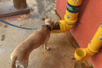 Deputado Veter Martins propõe projeto para implantação de abrigos, comedouros e bebedouros para animais de rua em Goiás