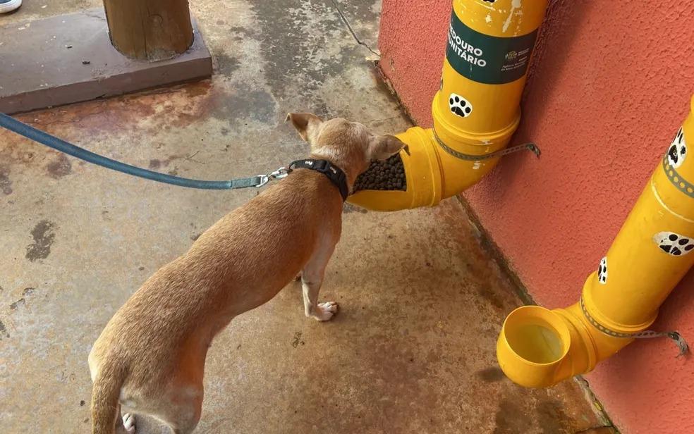 Deputado Veter Martins propõe projeto para implantação de abrigos, comedouros e bebedouros para animais de rua em Goiás