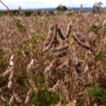 Produção goiana de grãos deve avançar 14,2% na safra 2024/2025