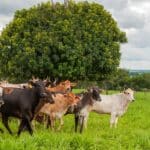 Goiás celebra um ano do reconhecimento oficial como zona livre de febre aftosa sem vacinação