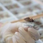 Goiás intensifica ações no combate à doença de Chagas
