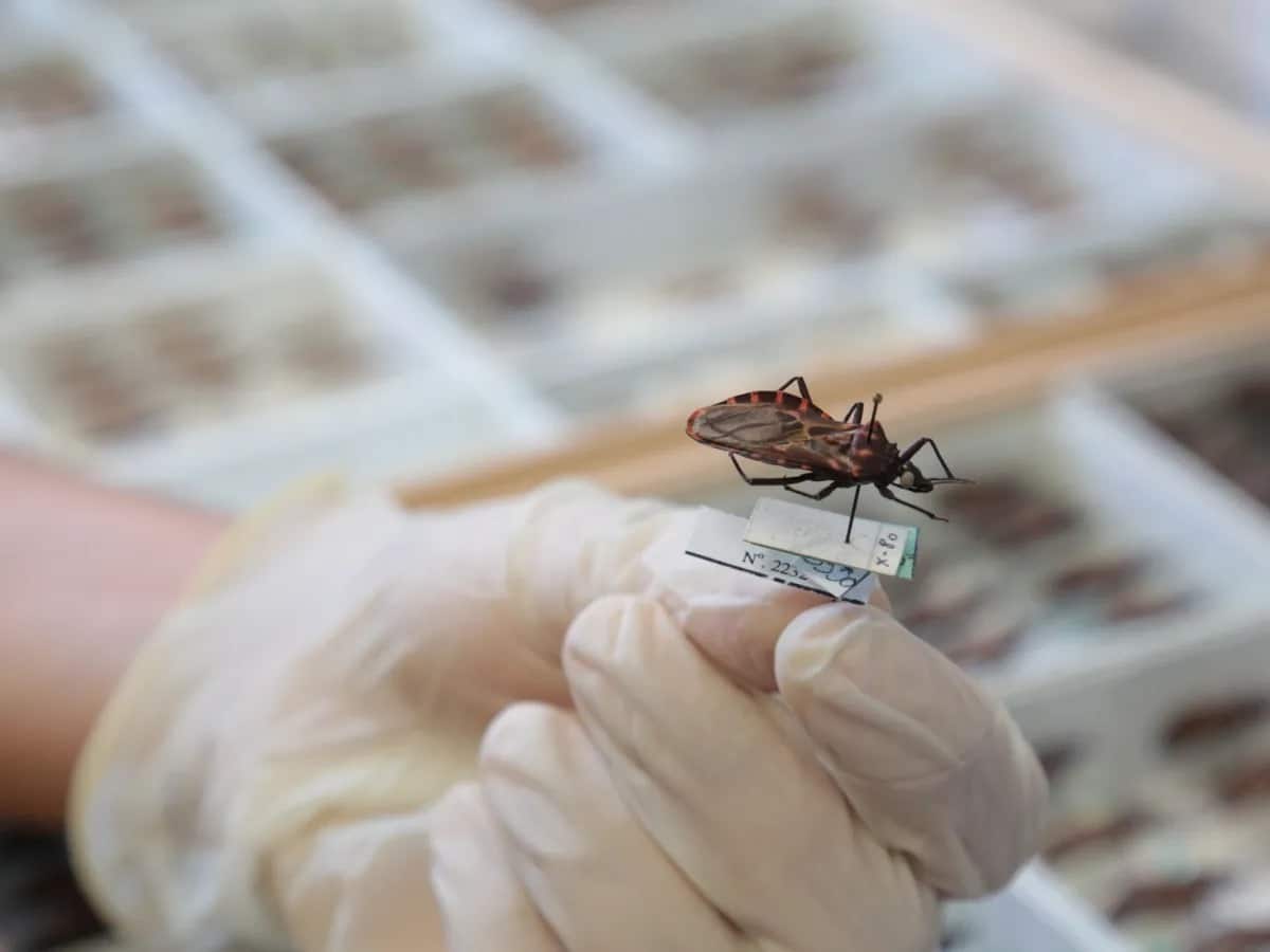 Goiás intensifica ações no combate à doença de Chagas