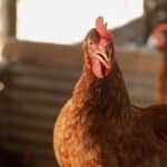 Agrodefesa reforça estado de alerta e ações de prevenção contra a gripe aviária em Goiás