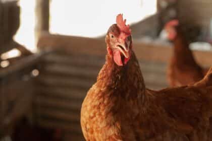 Agrodefesa reforça estado de alerta e ações de prevenção contra a gripe aviária em Goiás