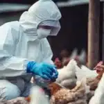 Goiás confirma primeiro caso de gripe aviária em granja não comercial em Goiás
