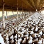 Goiás em alerta: três casos suspeitos de gripe aviária (H5N1) em investigação