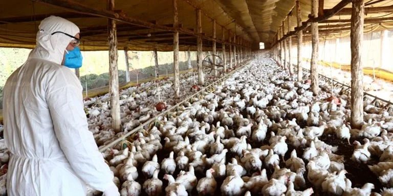 Goiás em alerta: três casos suspeitos de gripe aviária (H5N1) em investigação