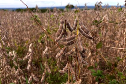Produção de grãos em Goiás deve avançar 17% na safra 2024/2025