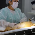 Semma institui agendamento exclusivamente on-line para castrações no PATA