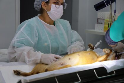 Semma institui agendamento exclusivamente on-line para castrações no PATA