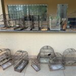 Prefeitura de Aparecida apreende 20 aves silvestres sem documentação do Ibama após denúncia